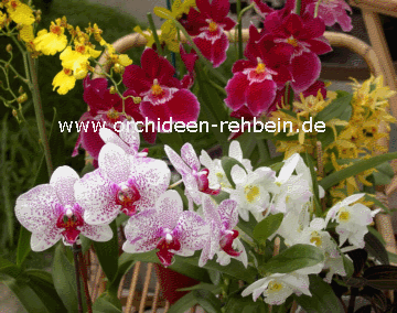 Orchideen Rehbein
